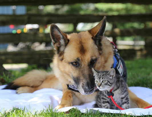 First Aid for Dogs and Cats - KMW Outreach Inc.