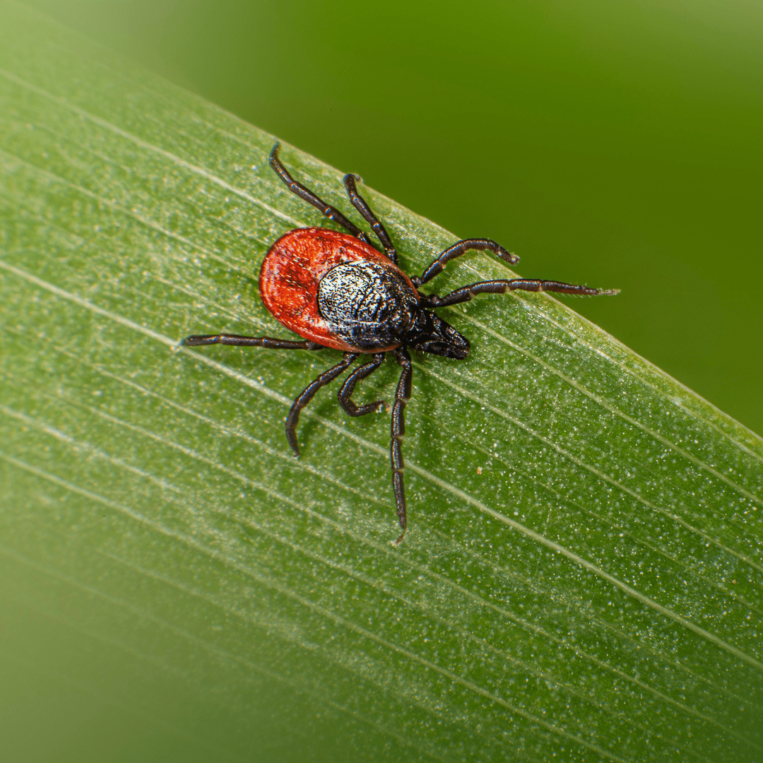 Ticks and Lyme Disease: What Ontarians Need to Know - KMW Outreach Inc.