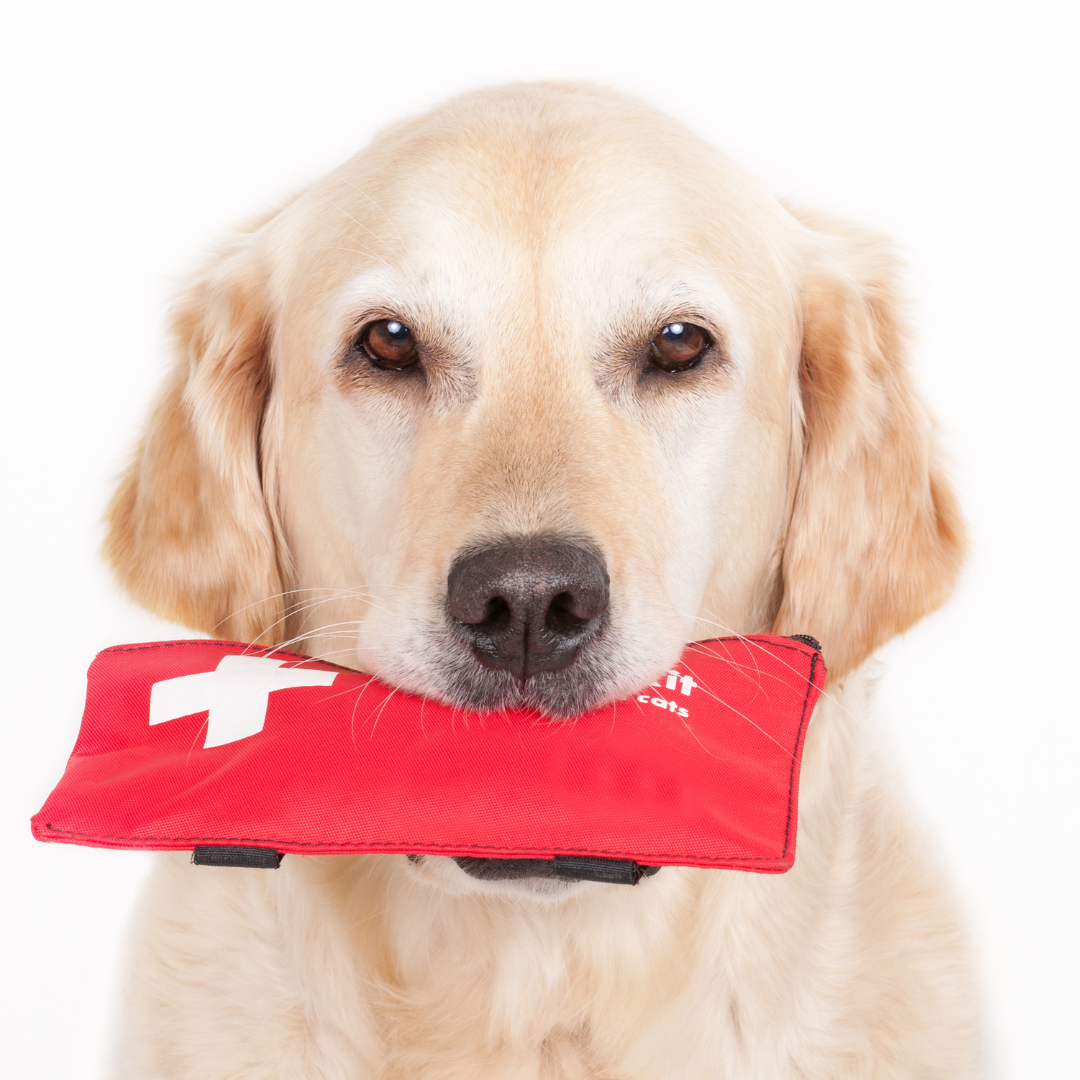 A charming golden retriever dog proudly holds a red first aid kit in its mouth. The dog has a friendly expression, and the first aid kit is equipped with a white cross symbol. This heartwarming image suggests readiness and safety, with the dog portraying a sense of responsibility